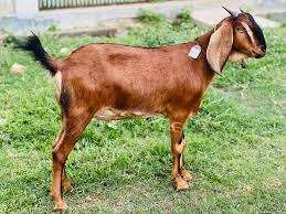 Chicken, goats